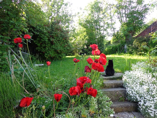 Any Witches Here? Part 8.