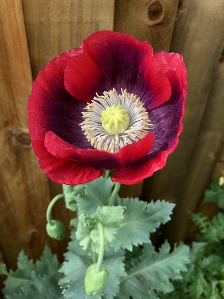 This plant has suddenly taken over my flower bed!