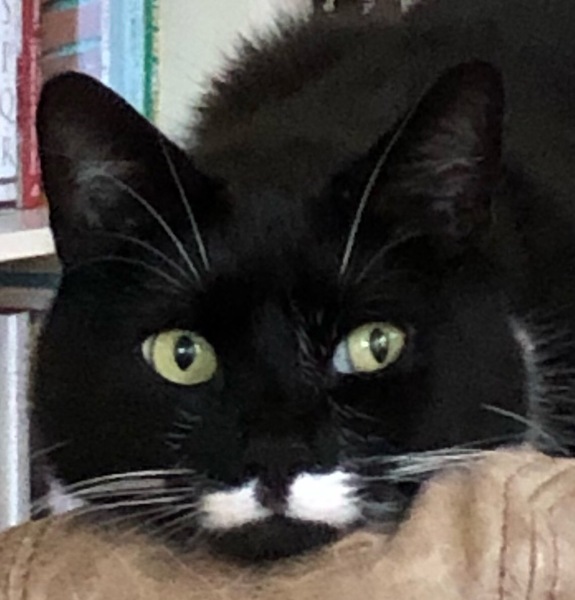 Westministenders: Hustings and Humilation