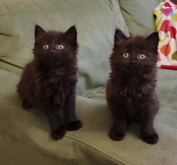 Flea dirt but no fleas on little kittens?