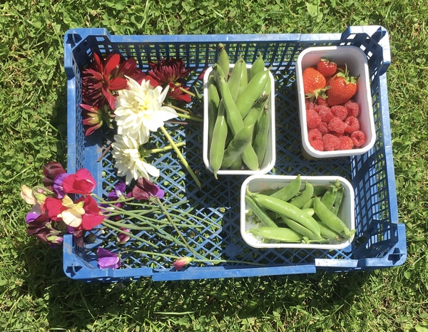 Allotment/Veg Patch Thread 14 ! growing into summer