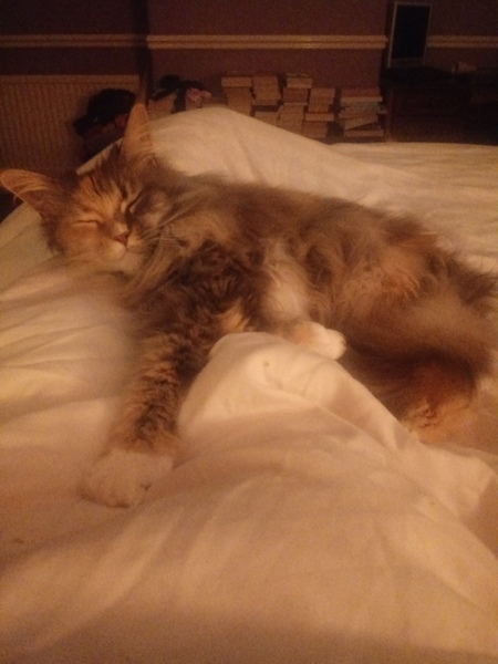 Westministenders: Hustings and Humilation