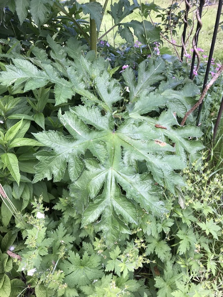 Giant or Common hogweed?