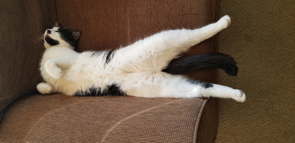 Picture of my fat cat on his back