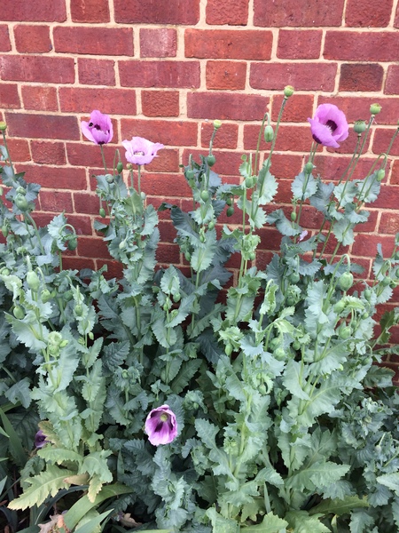 What do you think this plant is?