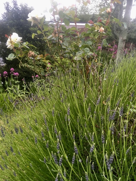 Any Witches Here? Part 8.