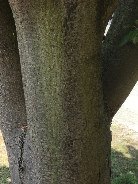 Can anyone identify this tree ?
