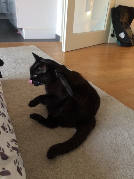 AIBU to think my cat is the cutest !