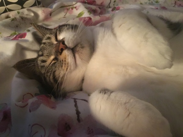 AIBU to think my cat is the cutest !