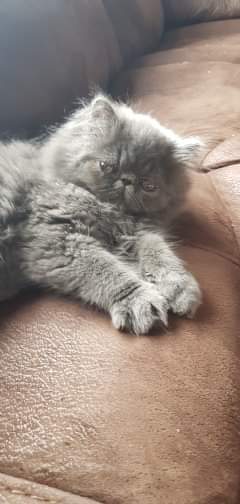Need a name for this little cutie.. suggestions please 😁