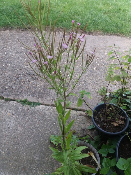 Plant ID help ? Weed