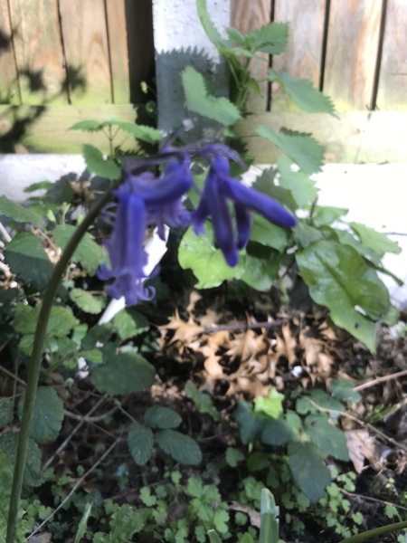 Wild Flower or Weed? Please help with ID