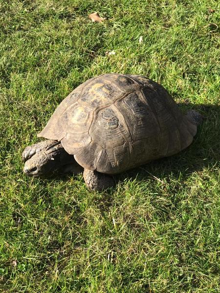 If you have a tortoise what do you feed them?