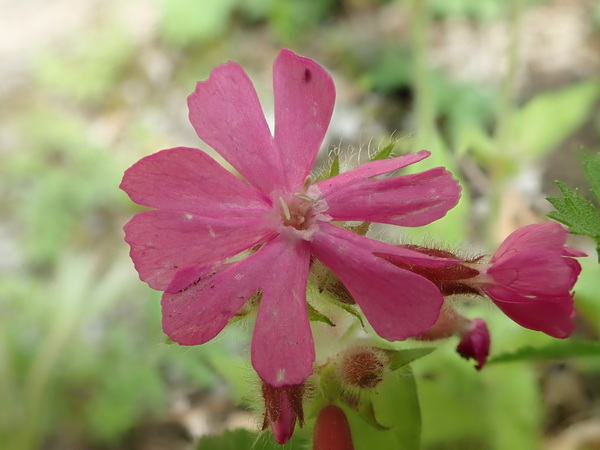 Is this a weed?