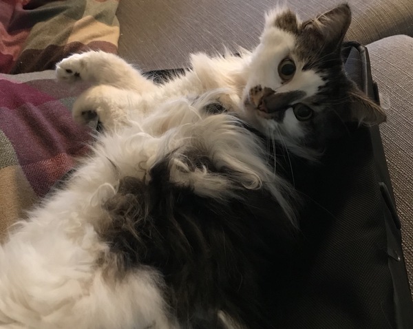AIBU to think my cat is the cutest !