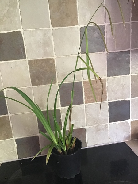 Plant identification help