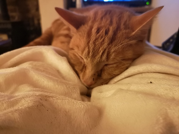 AIBU to think my cat is the cutest !