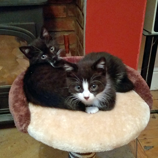 One or two kittens