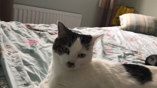 AIBU to think my cat is the cutest !