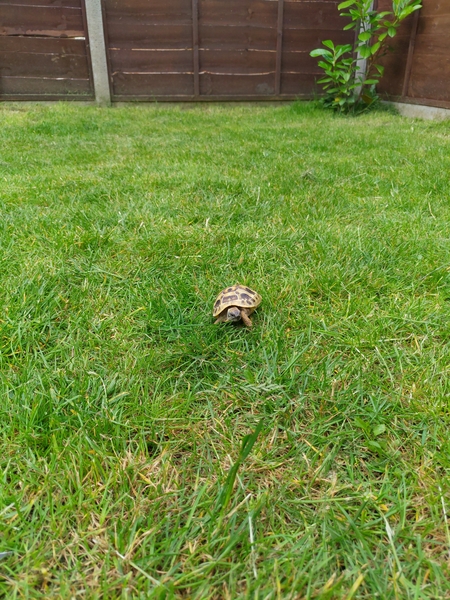 Any advice for someone considering a tortoise?