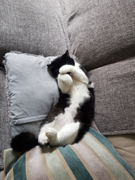 AIBU to think my cat is the cutest !
