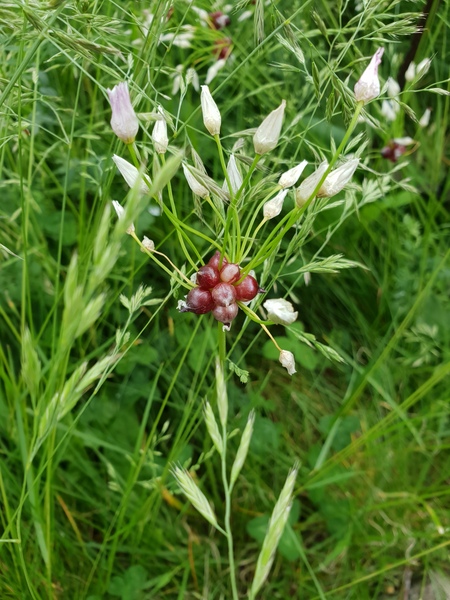 What is this plant?
