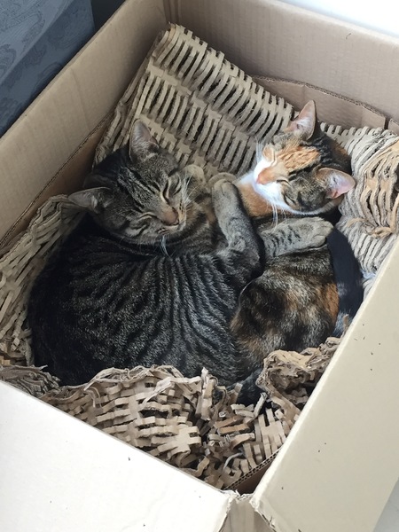 'Adopt don't shop' - tell me about your rescue cats