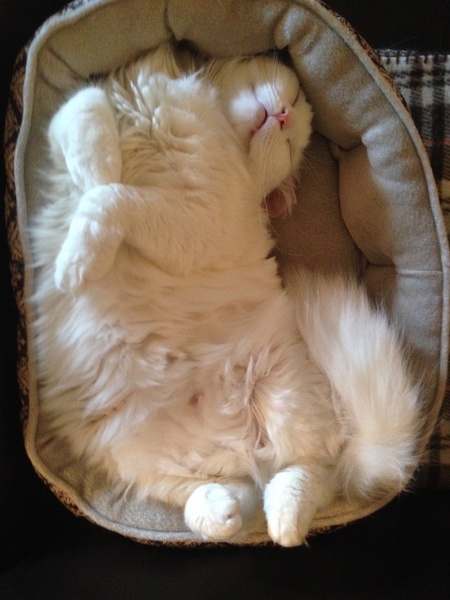 AIBU to think my cat is the cutest !