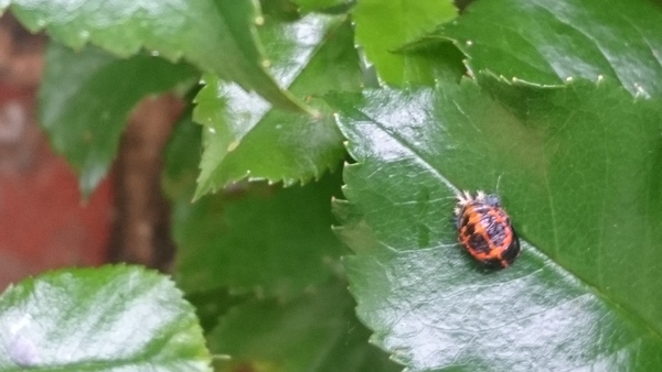Ladybird Nursery!