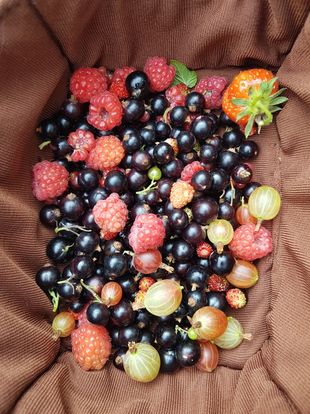 Allotment/Veg Patch Thread 14 ! growing into summer