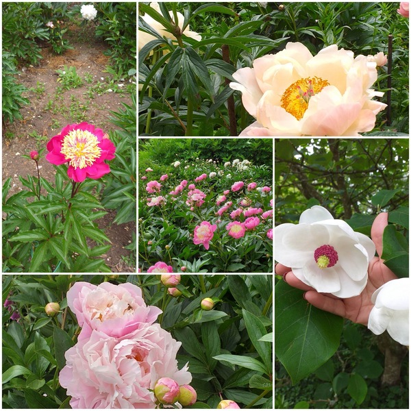 What is this plant please? And is it possible to take a cutting from it