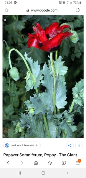 This plant has suddenly taken over my flower bed!