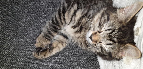 How to stop a kitten biting