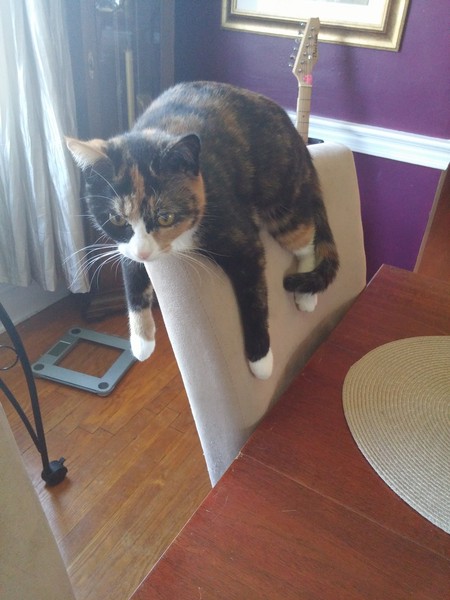 Best cat poses