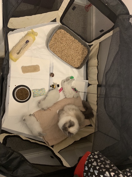 Ragdoll kittens update thread