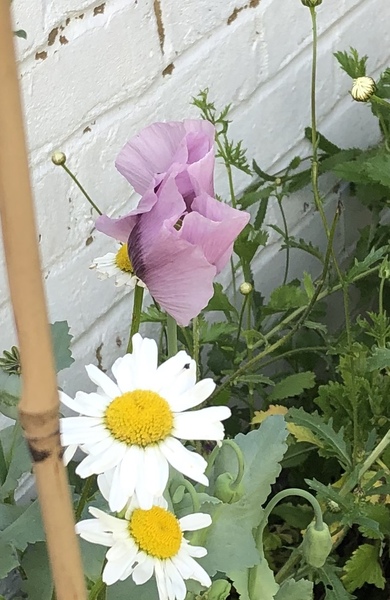 This plant has suddenly taken over my flower bed!