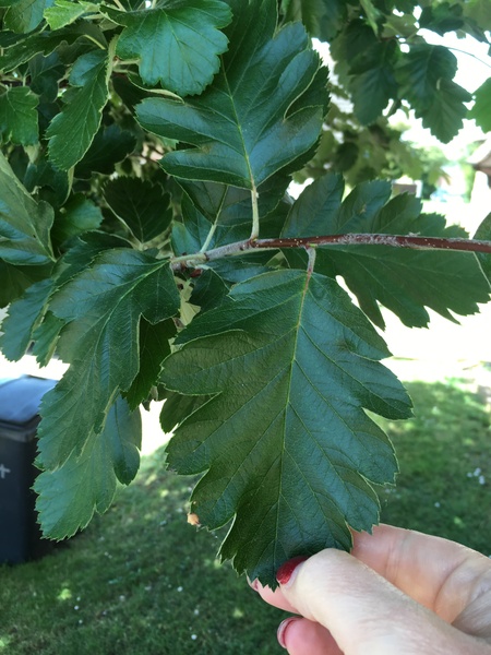 Can anyone identify this tree ?