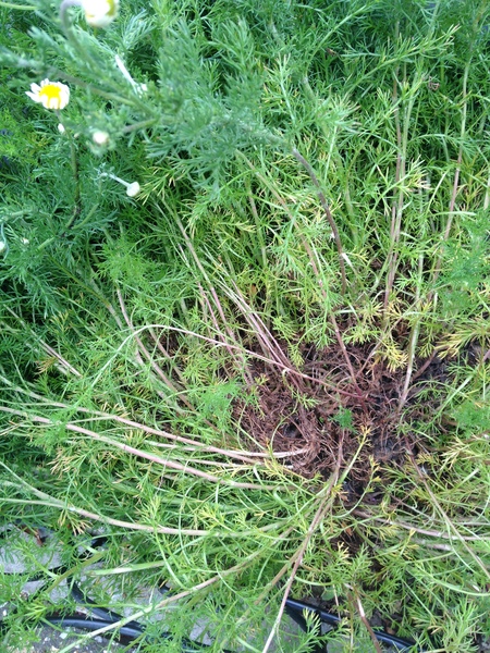 Is my roman chamomile beyond help?
