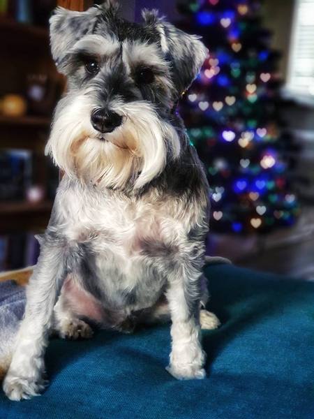 How many nicknames does your dog have?