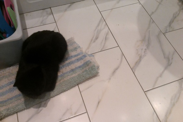 Westminstenders: Tory Natural Selection