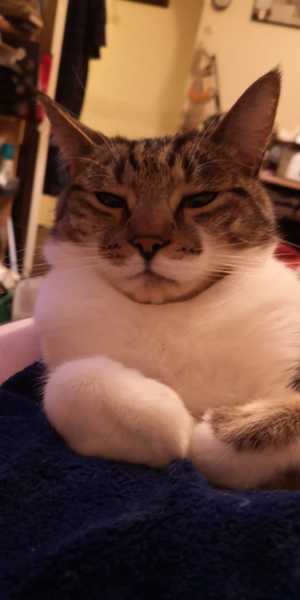 AIBU to think my cat is the cutest !