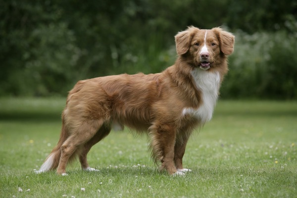 What breed?
