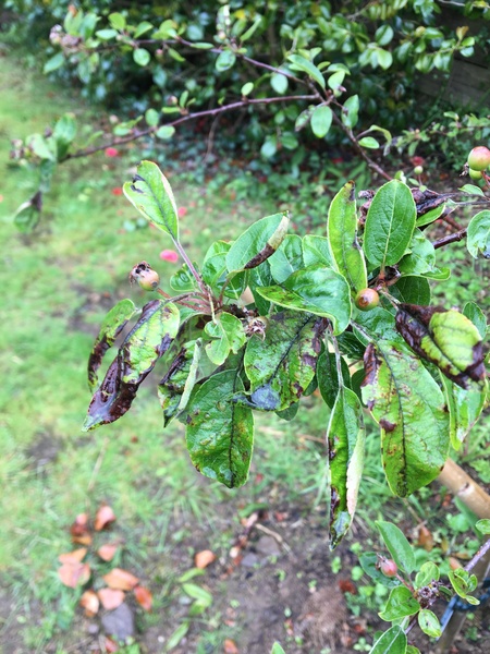 What is wrong with my apple tree?