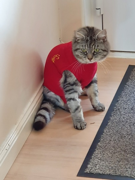 Wound on cat