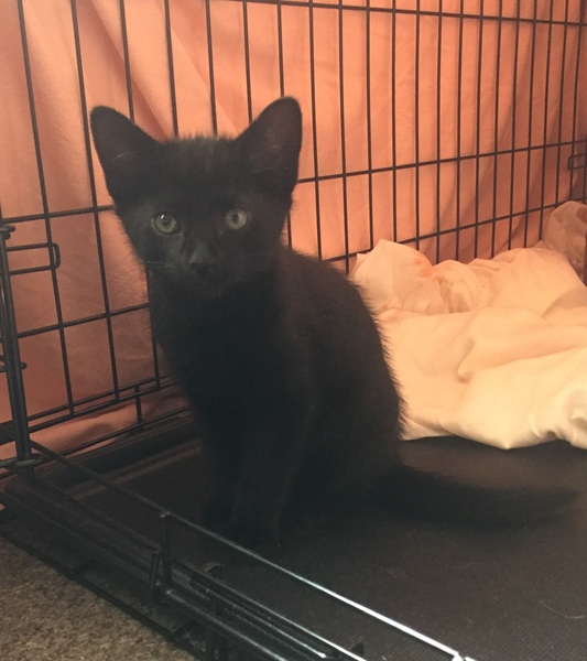 We got a new baby!