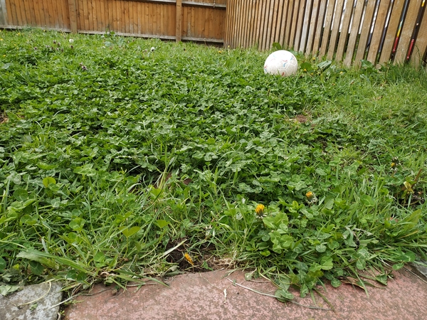 Help needed to repair back garden