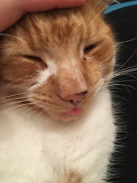 AIBU to think my cat is the cutest !