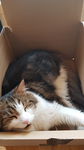 My cat has cancer, when to PTS?