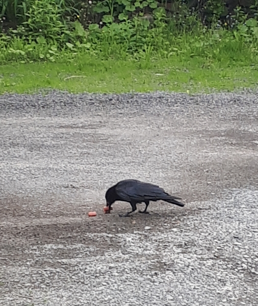 Do you feed the birds, and do they recognize you?