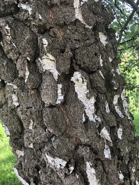 Any Witches Here? Part 8.